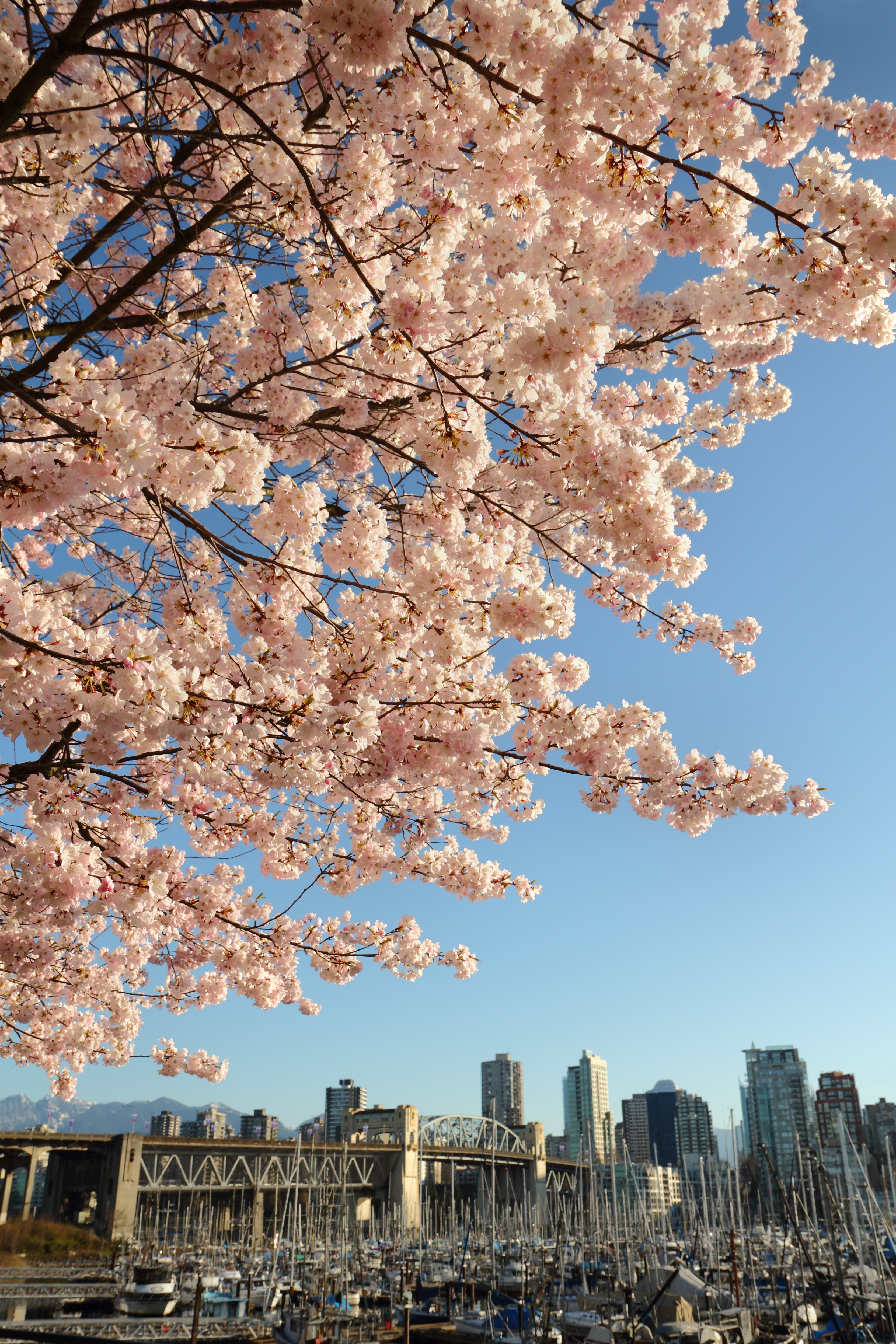 Vancouver Cherry Blossoms with Beautiful Skyline of Vancouver, BC downtown - Picture of the Day #20