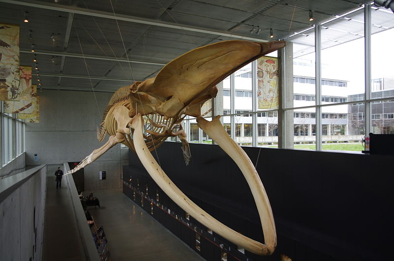Beaty Biodiversity Museum Blue Whale Skeleton Display